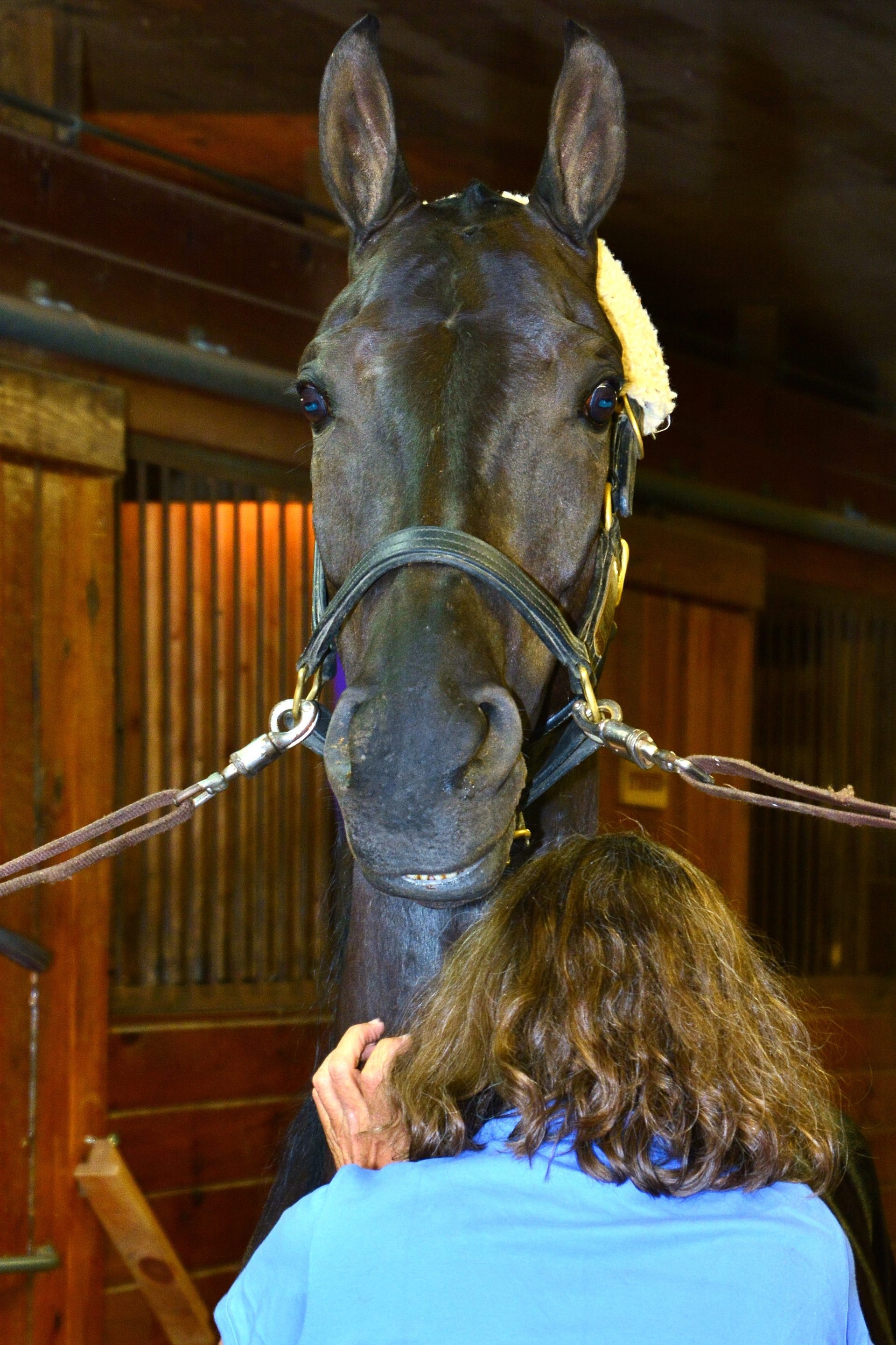 Horse Whisperer