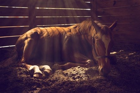 Horses, Ulcers, Reiki, & YLEO